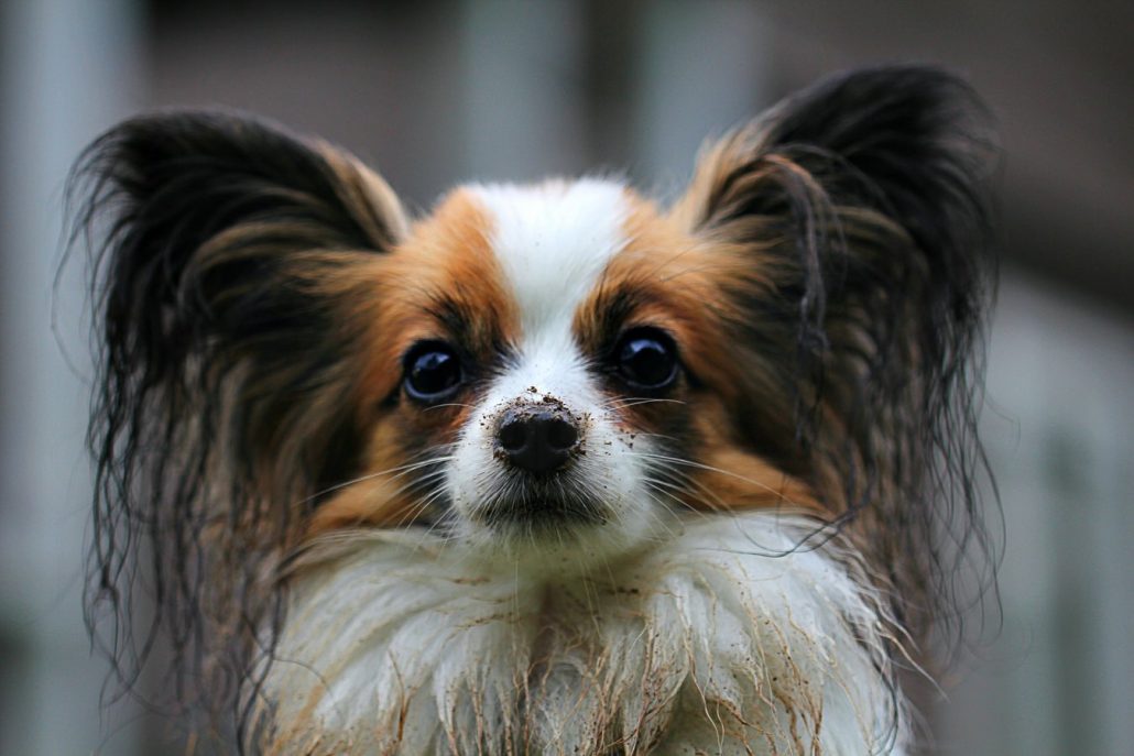 Dogs in Cambodia