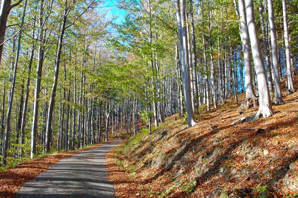 Photo of a path curving off around a hill and lined with trees