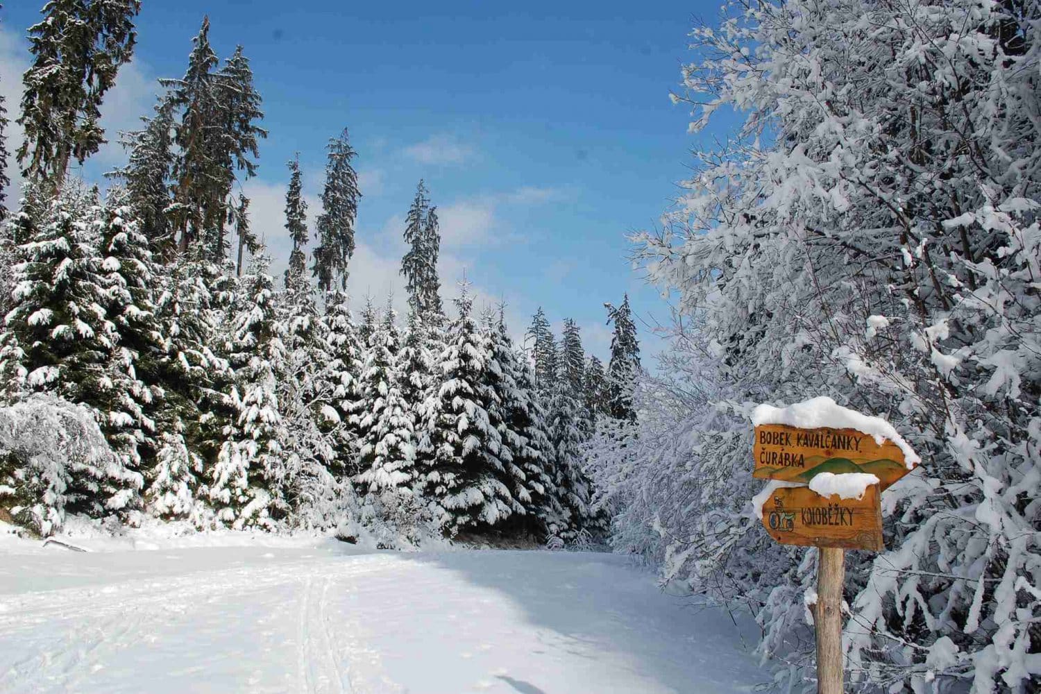 Photo of trees in Beskydy all covered in a thick blanket of white snow