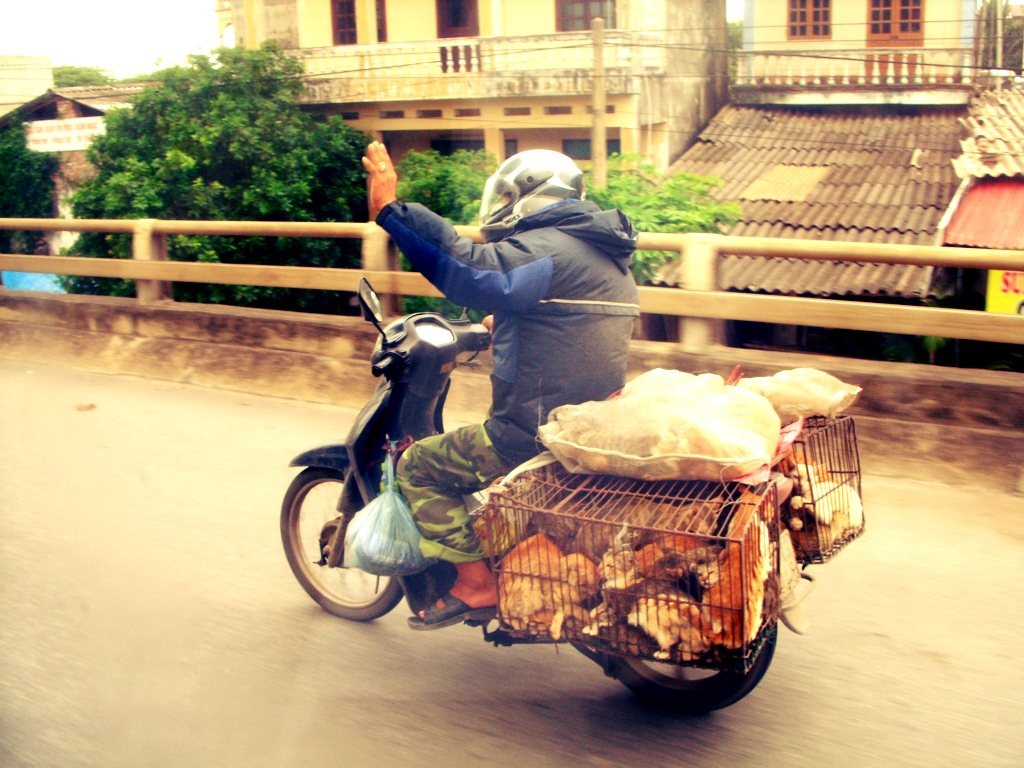 Cat Meat in Vietnam