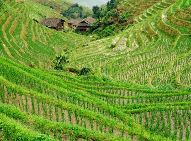 Dragons Backbone Rice Terraces