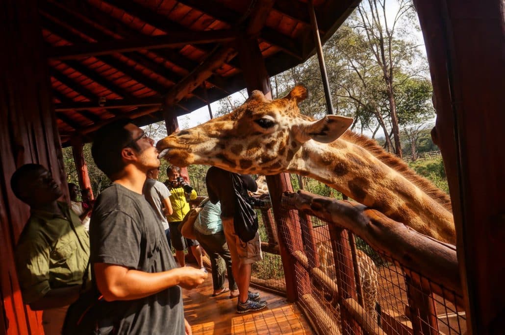 Giraffe Center Nairobi Kenya