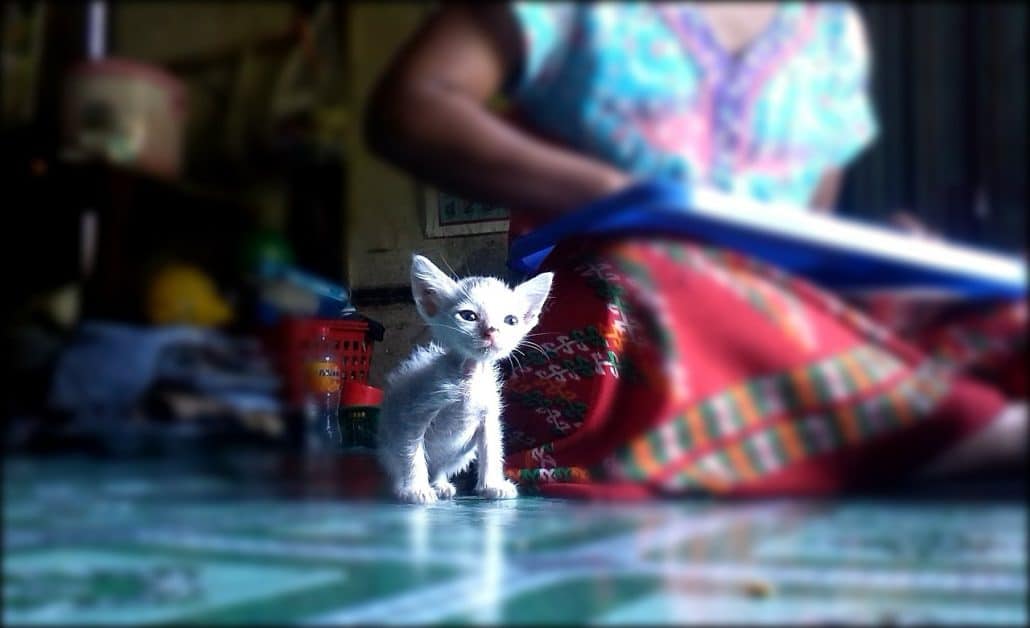 Cat lady