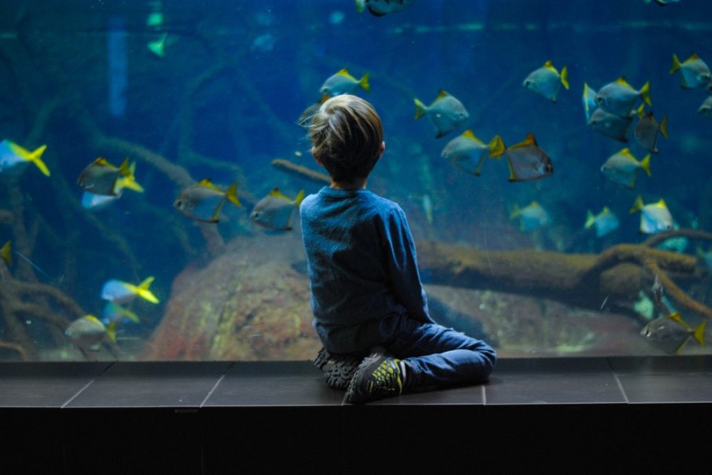 Little boy looking through the glass of the Sealife London Aquarium during a day out in London