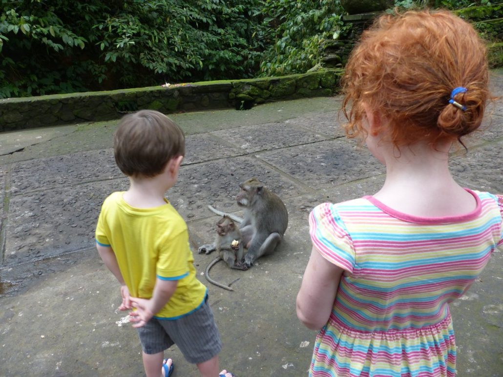 Monkeys in Bali