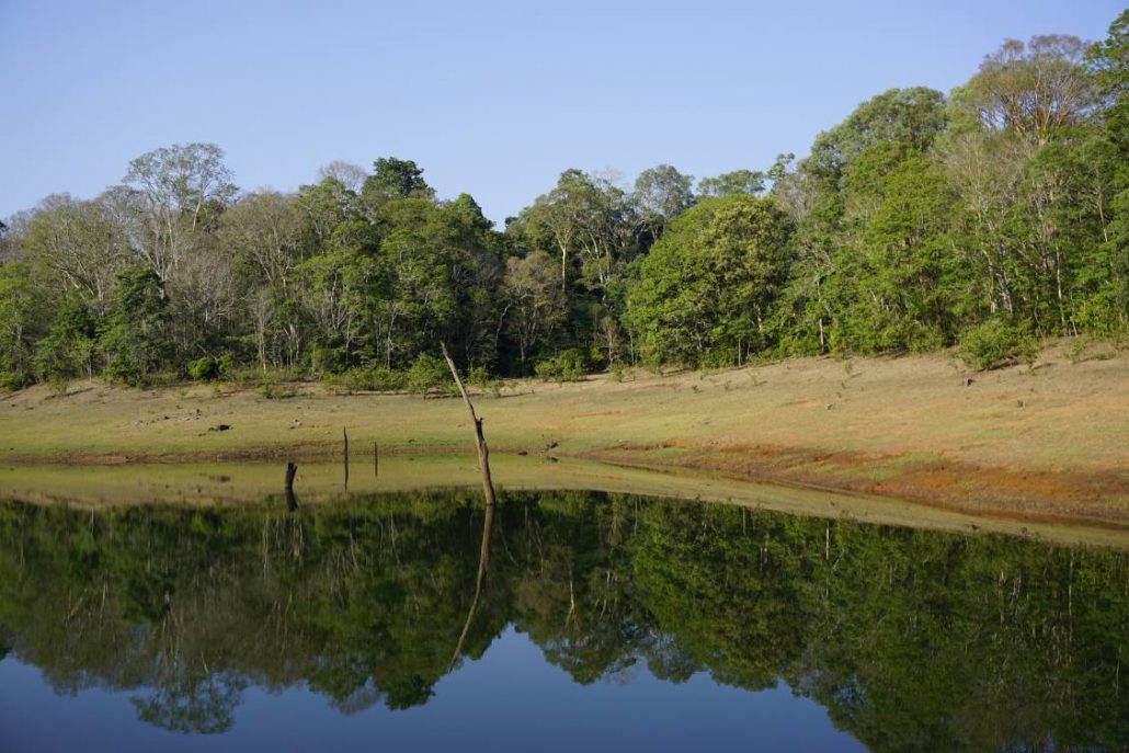 A lake and green trees in Periyar National Park