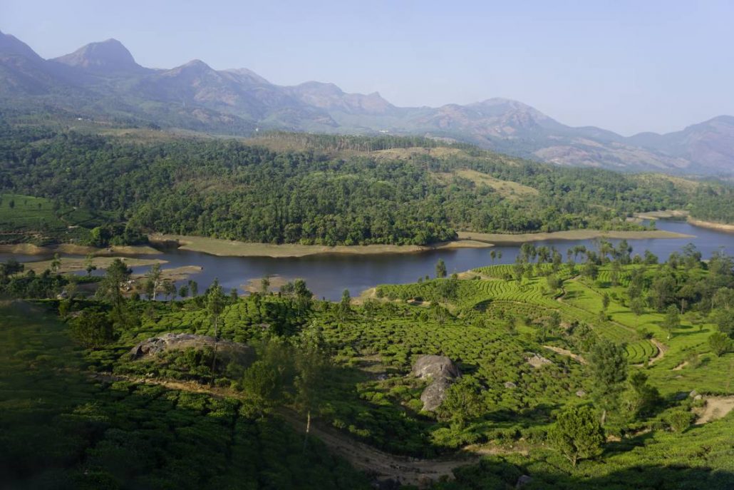 The lush green tea fields near Thekkady, India