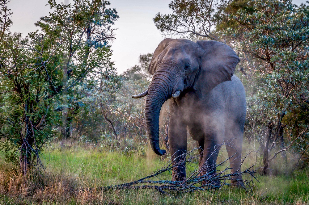 Elephant on Safari