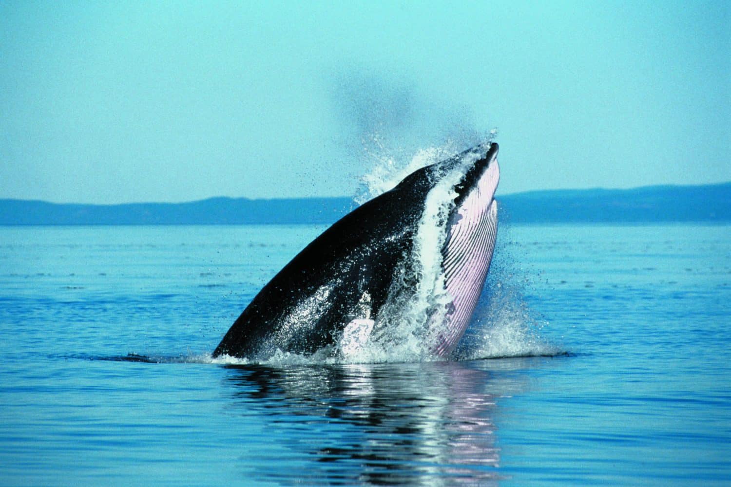 Whale Watching Tadoussac